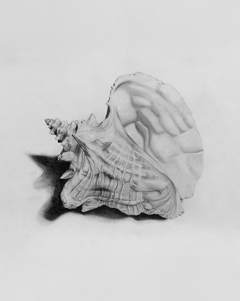 Shell Sketch